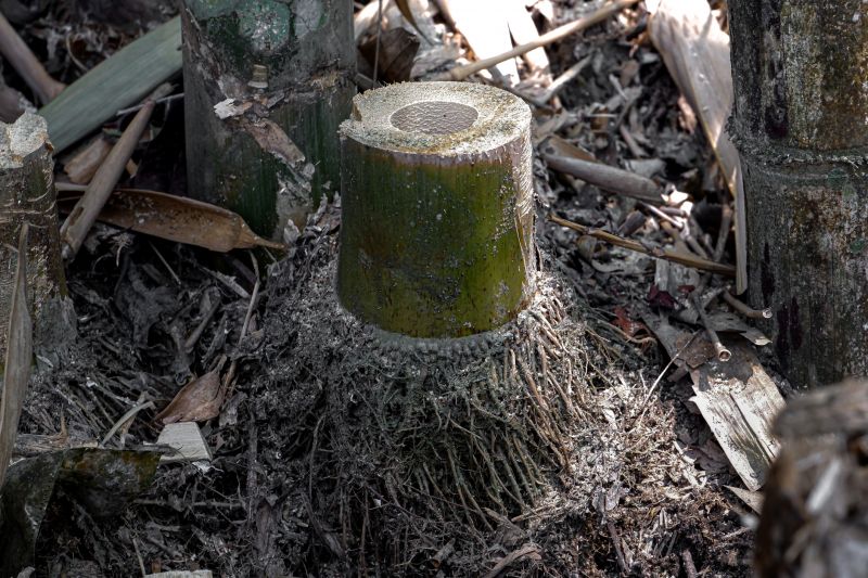 Bamboo Stump Removal