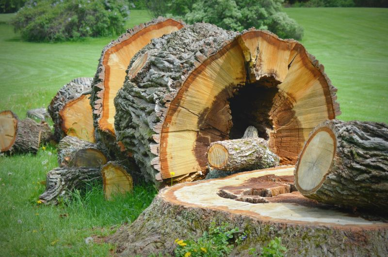 Tree Stump Removal detail