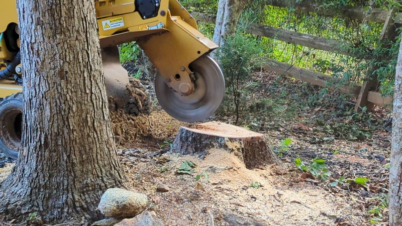 Tree Stump Removal detail