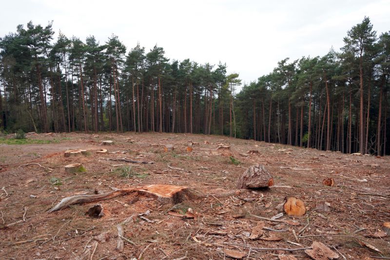 Finished Landscaping After Removal