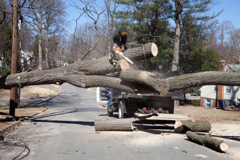 Tree Trunk Removal