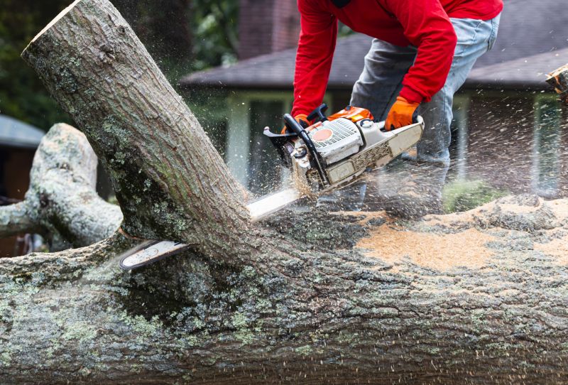 Tree Trunk Removal