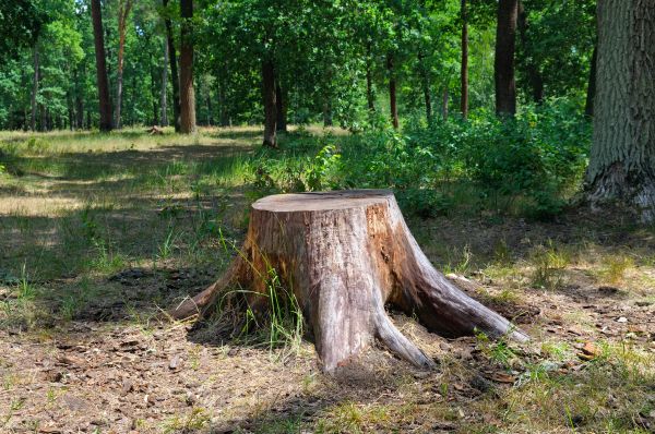 Stump Cutting in Acworth