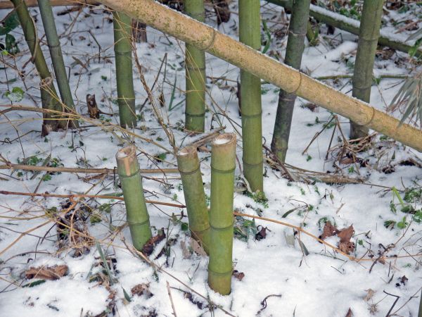Bamboo Stump Removal in Acworth