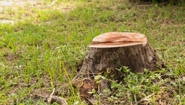 Tree Stump Removal in Acworth